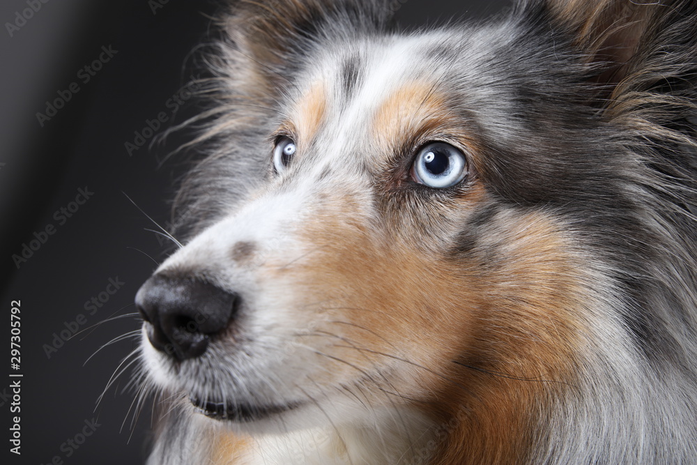 Obraz premium Sheltie Gesicht