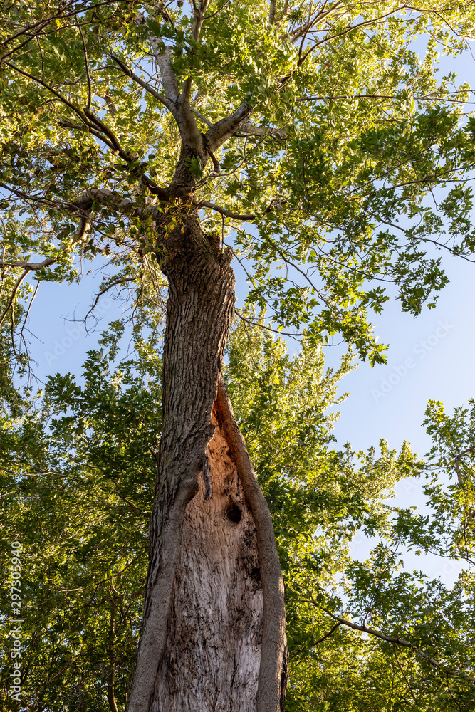 Fototapeta premium live tree split open and hollowed out but still growing