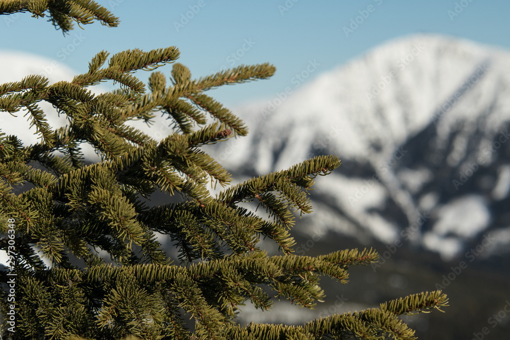 Branch of spruce with mountain behind, Krkonoše