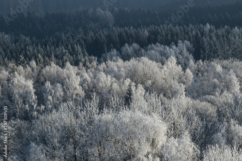 Frozen trees, winter coming
