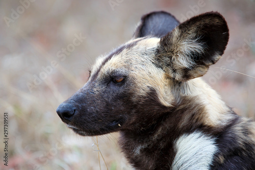 African Wild Dog portrait in the south of the Kruger National Park in South Africa