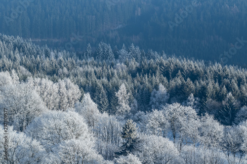 Frozen trees, winter coming © vojta