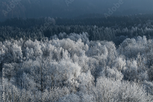 Frozen trees, winter coming