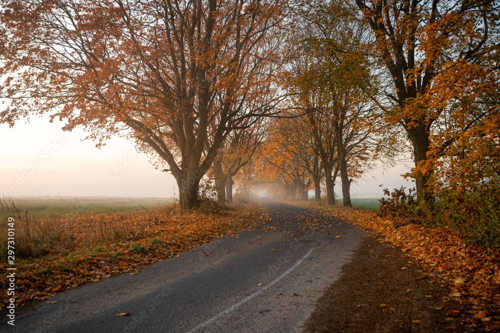 Beautiful foggy autumn morning in Belarus with curving road surrounded by trees and fallen leaves