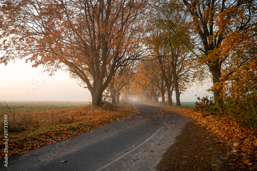 Fototapeta Naklejka Na Ścianę i Meble -  Beautiful foggy autumn morning in Belarus with curving road surrounded by trees and fallen leaves