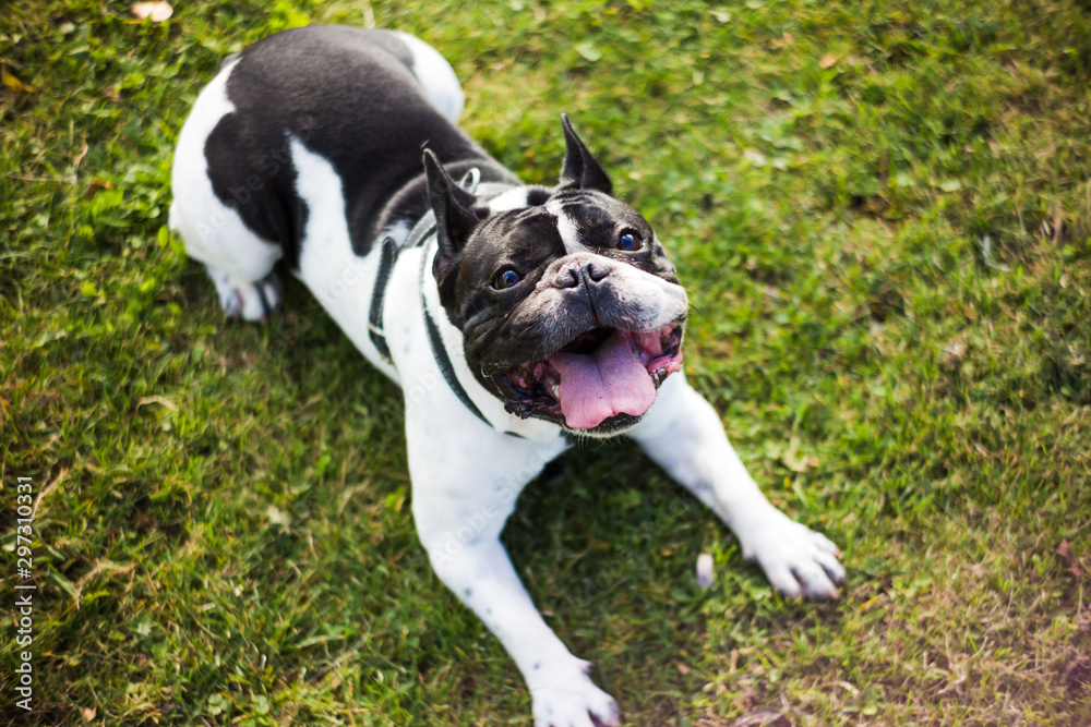 French Bulldog  sitting on the grass happy