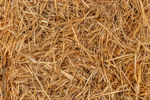 Yellow dry hay straw backdrop texture. Dry cereal plants, farm rural agricultural. photo