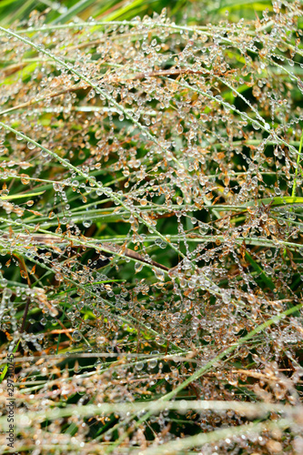 Blurred natural background. Texture of grass covered with dew drops. Beads of dew. Close-up, vertical, cropped shot. Concept of natural beauty. photo
