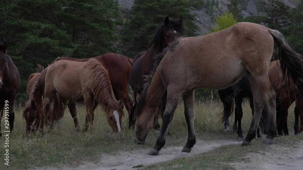 Horses grazing pastures in open field next to the woods on a summer day with mountains on background. Horses grazing pastures in open field next to the woods on a summer day with mountains on background.