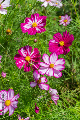 Bright pink cosmos flower, magenta striped flowers, bunch of floral heads, vertical