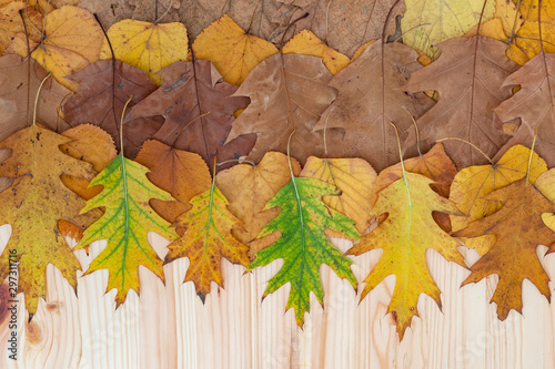Colorful autumn leaves collection on wooden background