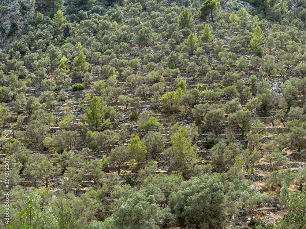 Terraced olive tree grove. Mediterranean oil trees, Mallorca, Spain