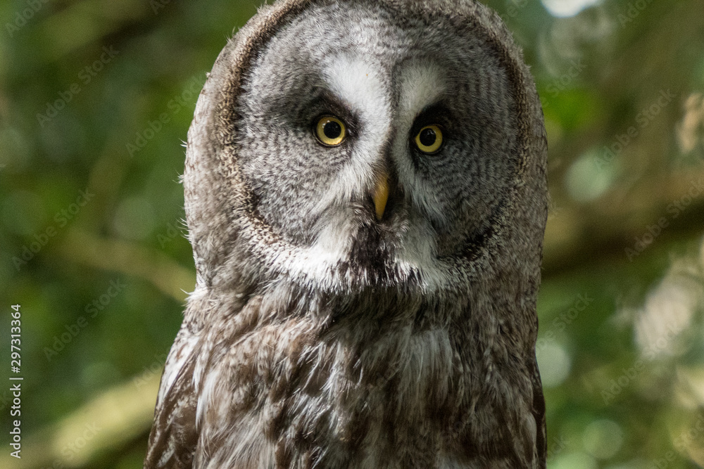 Obraz premium Great Grey Owl
