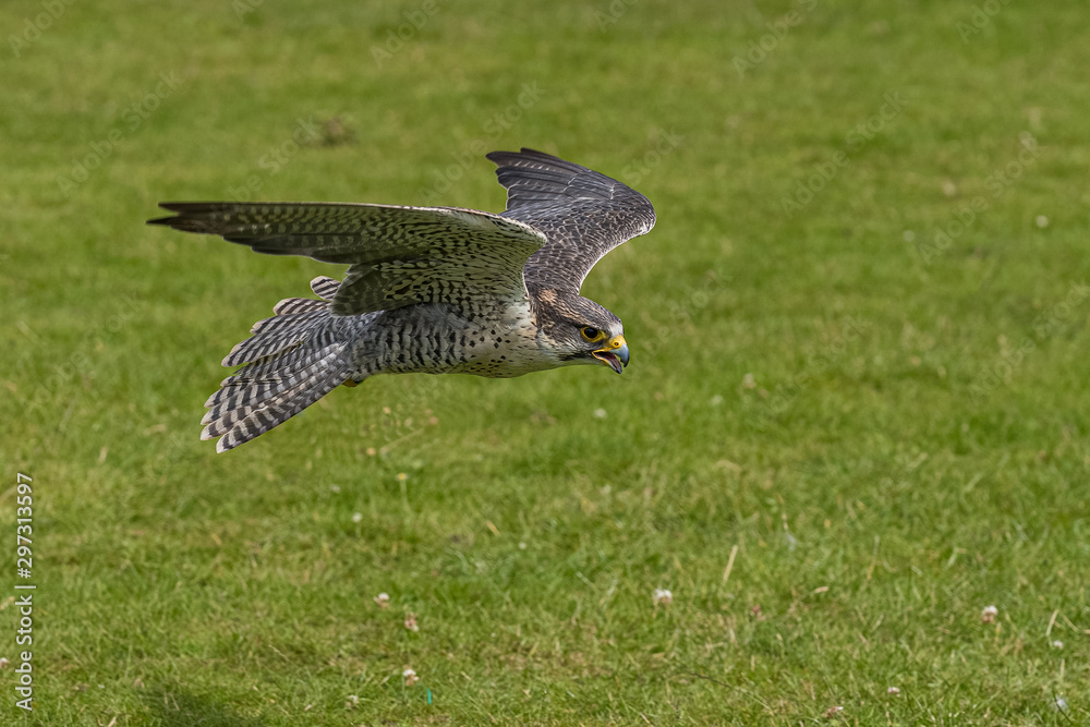 Fototapeta premium Peregine Falcon