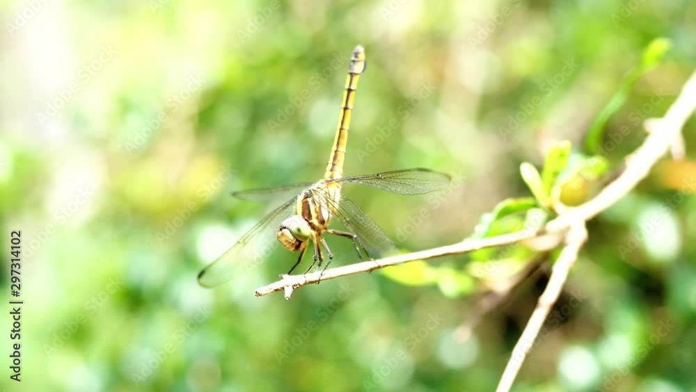 Brown dragonfly with black patterned on its body and big green eye resting on tree with natural green background