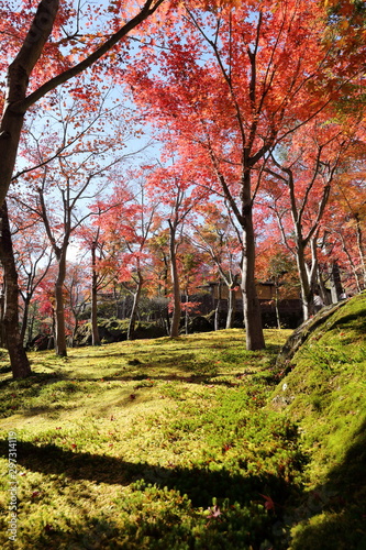 紅葉の風景