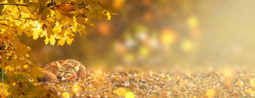 Autumn fabulous banner with red fox vulpes and branches with fall golden yellow maple leaves in fantasy forest on background of orange autumnal foliage and shiny glowing bokeh, place for your text.