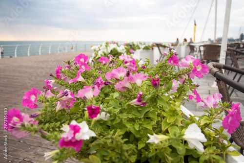 Fototapeta Naklejka Na Ścianę i Meble -  pink and white flowers bougainvillea on a background of blue sea