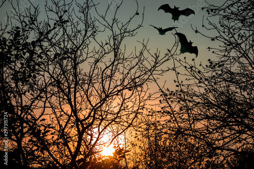 Horror concept image. Sunset through tree branches without leaves. Flying bats silhouettes as Halloween or vampire symbols