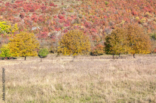 autumnal parkland , colorful trees growing near big hill
