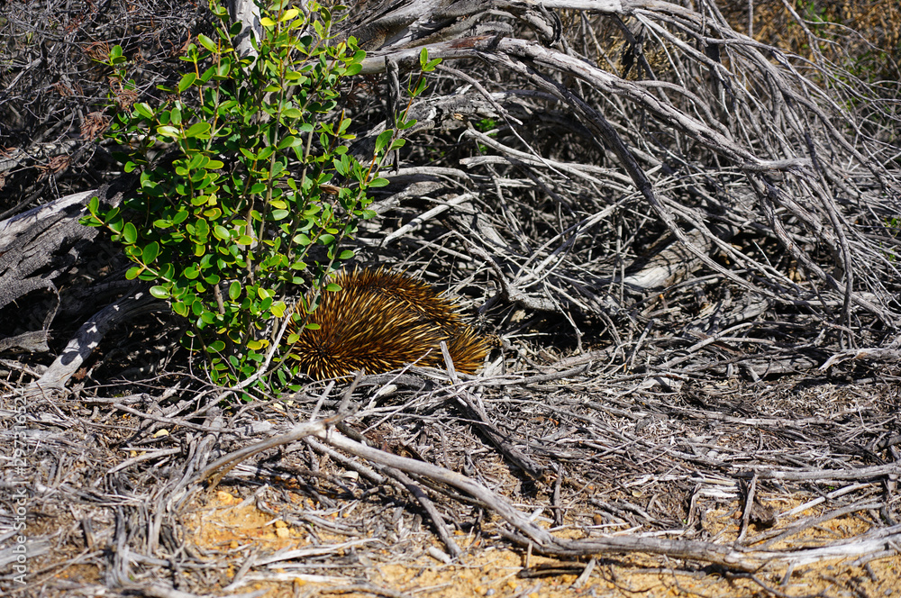 View of a wild echidna on the side of the road in Kalbarri National Park, Western Australia