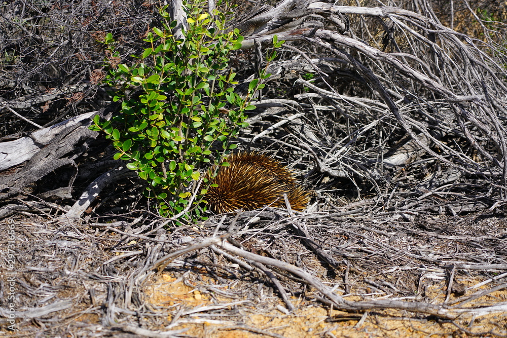 Obraz premium View of a wild echidna on the side of the road in Kalbarri National Park, Western Australia