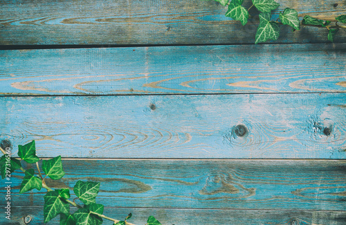 Blue a wooden background with ivy foliage - Painted old wood facade with  green ivy  - Vintage house front with weathered fence and evergreen foliage. Copy space