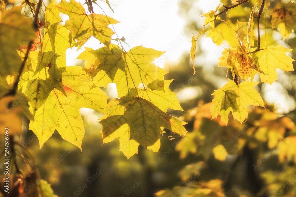 Obraz premium Yellow maple leaves in autumn forest, selective focus. Beautiful autumn landscape with yellow trees and sun. Colorful foliage in the park. Falling leaves natural background