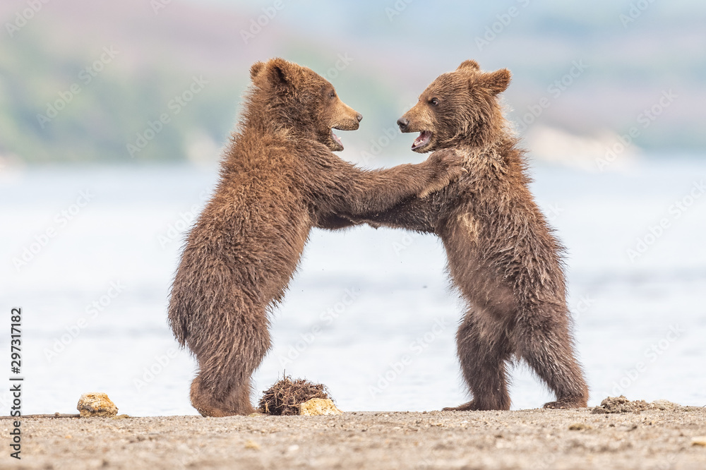Obraz premium Ruling the landscape, brown bears of Kamchatka (Ursus arctos beringianus)