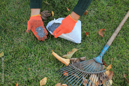The gardener holds a granular fertilizer in his hands next to a fan rake and autumn leaves against a lawn background.