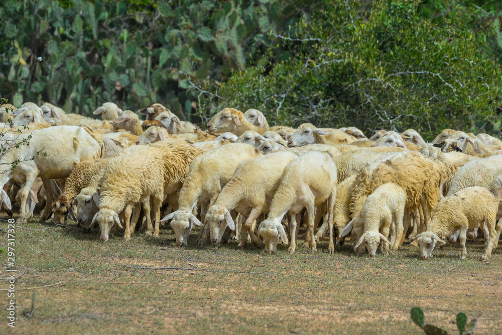 the sheeps in Ninh thuan provice - vietnam the sheeps in Ninh thuan provice - vietnam