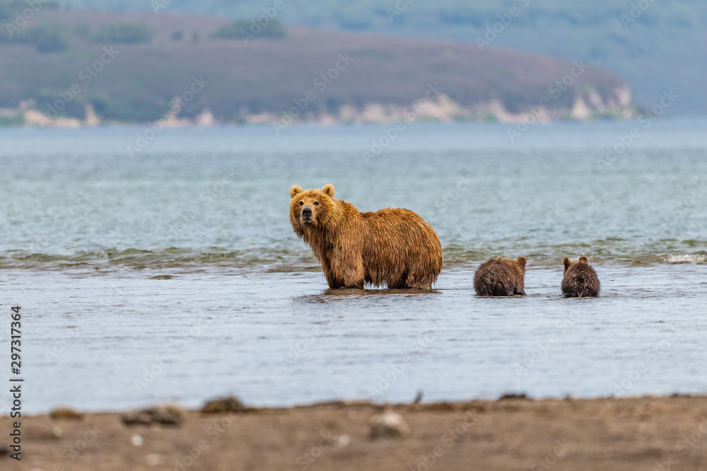 Obraz premium Ruling the landscape, brown bears of Kamchatka (Ursus arctos beringianus)