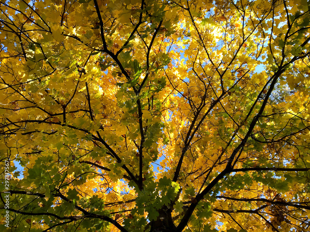 Autumn maple tree crown with yellow and green leaves. Autumn maple tree crown with yellow and green leaves.