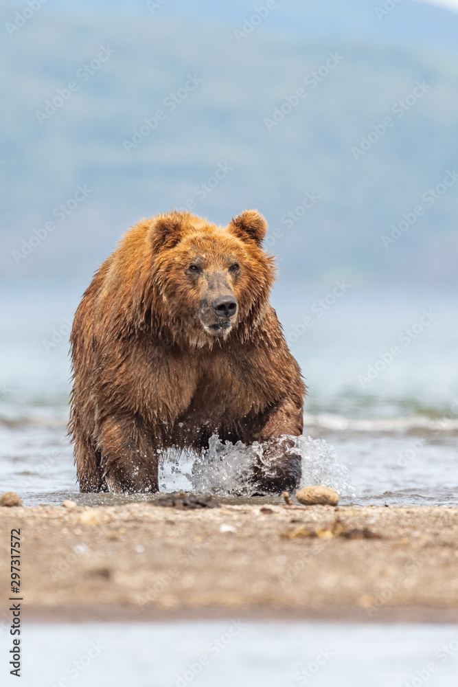 Ruling the landscape, brown bears of Kamchatka (Ursus arctos beringianus) Ruling the landscape, brown bears of Kamchatka (Ursus arctos beringianus)