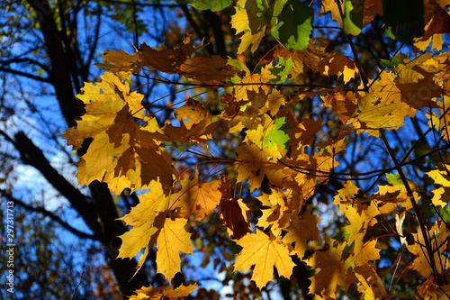 Bright and colorful autumn maple leaves against a blue sky on a sunny day.