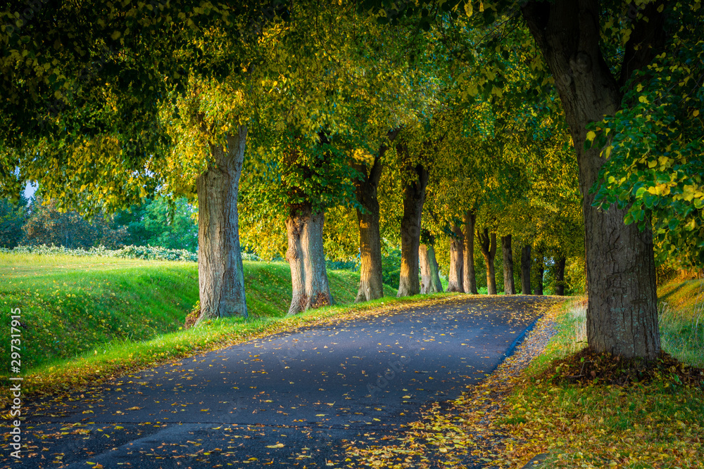 Naklejka premium Allee Straße bei Lohme auf Insel Rügen im Herbst