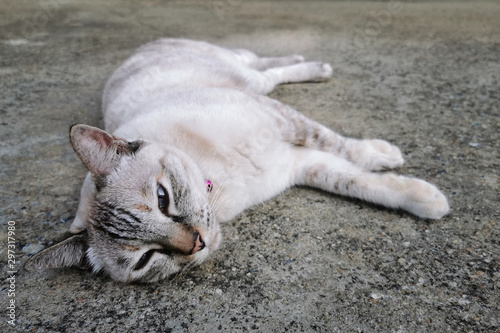 Adorable gray kitten cat on street