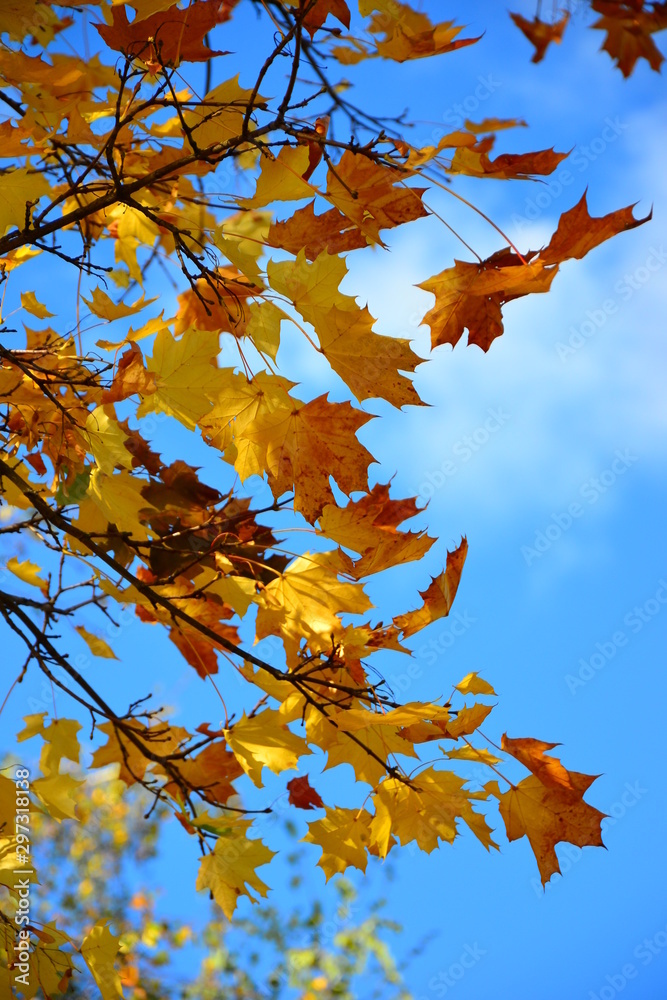 Bright and colorful autumn maple leaves against a blue sky on a sunny day. Bright and colorful autumn maple leaves against a blue sky on a sunny day.