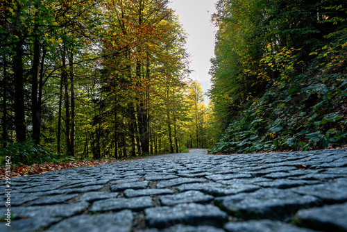 forest road in autumn season fallen leaves