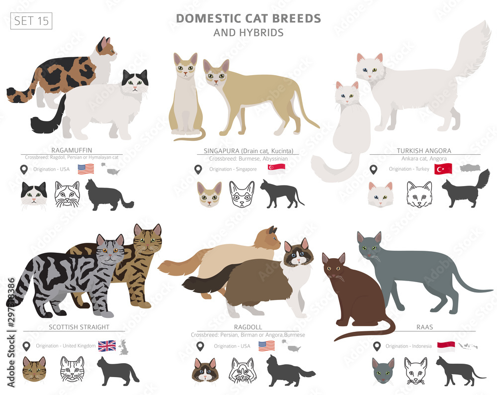 Domestic cat breeds and hybrids collection isolated on white. Flat style set. Different color and country of origin