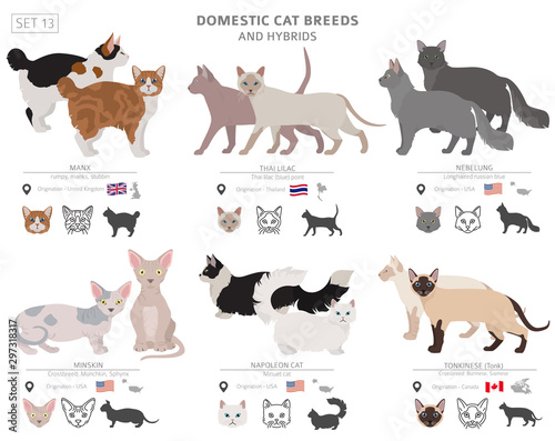 Domestic cat breeds and hybrids collection isolated on white. Flat style set. Different color and country of origin