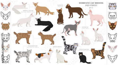 Domestic cat breeds and hybrids collection isolated on white. Flat style set. Different color and country of origin