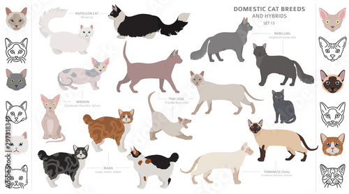 Domestic cat breeds and hybrids collection isolated on white. Flat style set. Different color and country of origin