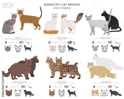Domestic cat breeds and hybrids collection isolated on white. Flat style set. Different color and country of origin