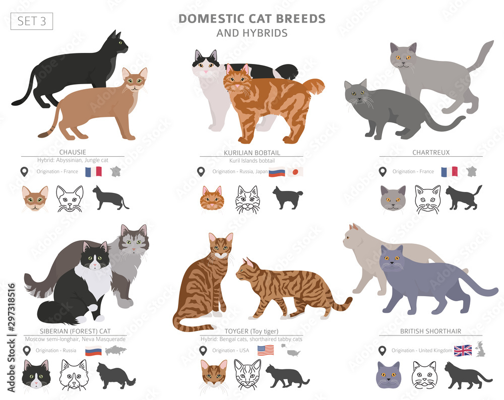 Domestic cat breeds and hybrids collection isolated on white. Flat ...