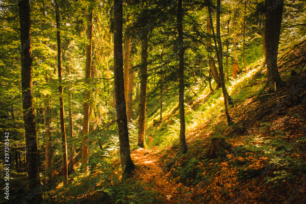 Fototapeta premium Mittenwald Forest
