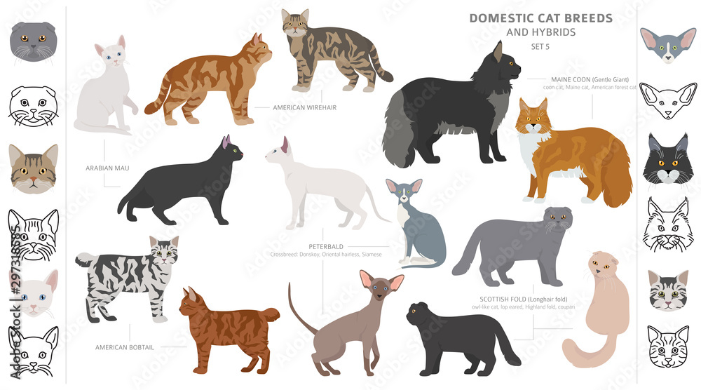 Fototapeta premium Domestic cat breeds and hybrids collection isolated on white. Flat style set. Different color and country of origin