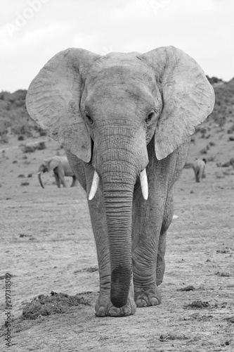 Großer Elefant im Addo