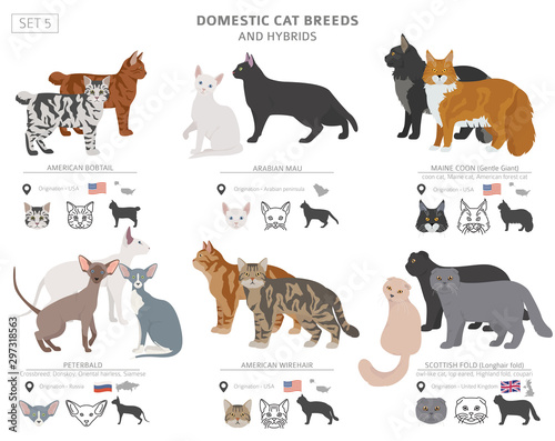 Domestic cat breeds and hybrids collection isolated on white. Flat style set. Different color and country of origin
