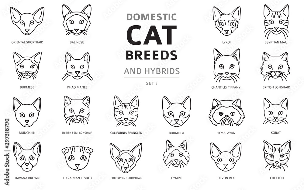 Domestic cat breeds and hybrids linear portraits collection isolated on ...
